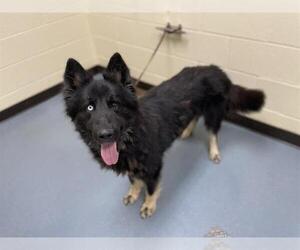 German Shepherd Dog-Siberian Husky Mix Dogs for adoption in Denver, CO, USA