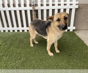 German Shepherd Dog Dogs for adoption in Modesto, CA, USA