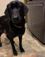 Labrador Retriever Dogs for adoption in BULLARD, TX, USA