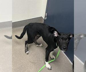 Labrador Retriever-Unknown Mix Dogs for adoption in HESPERIA, CA, USA