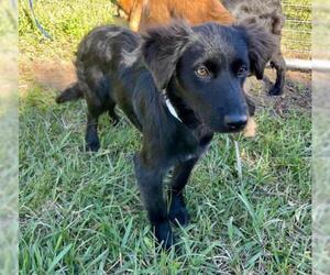 Mutt Dogs for adoption in New Smyrna Beach, FL, USA