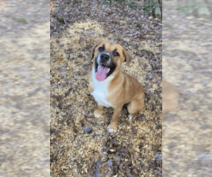 Labrador Retriever-Mountain Cur Mix Dogs for adoption in byhalia, MS, USA