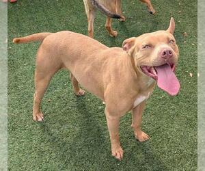 American Pit Bull Terrier-Unknown Mix Dogs for adoption in Rockwall, TX, USA