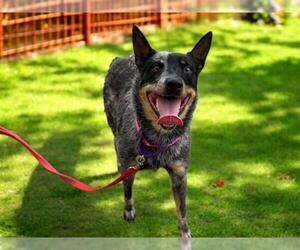 Australian Cattle Dog-Unknown Mix Dogs for adoption in Las Vegas, NV, USA