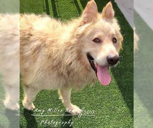 German Shepherd Dog-Siberian Husky Mix Dogs for adoption in Dunnellon, FL, USA