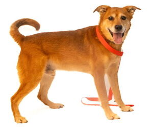 Golden Retriever-Unknown Mix Dogs for adoption in Brooklyn Center, MN, USA