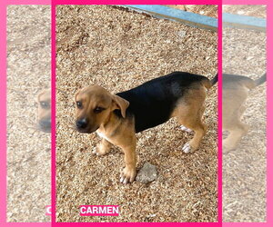 Mutt Dogs for adoption in Granbury, TX, USA