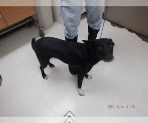 Borador Dogs for adoption in Oroville, CA, USA