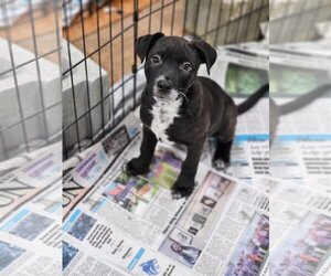 Sheprador Dogs for adoption in SHERBURNE, NY, USA