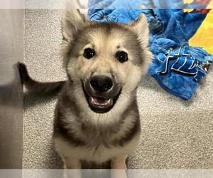 German Shepherd Dog Dogs for adoption in Orange, CA, USA