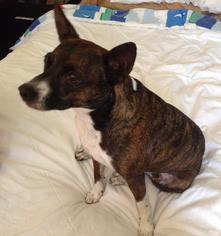Rat Terrier-Unknown Mix Dogs for adoption in New Port Richey, FL, USA