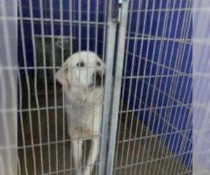 Great Pyrenees-Unknown Mix Dogs for adoption in Austin, TX, USA
