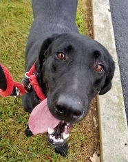 Labrador Retriever Dogs for adoption in Matawan, NJ, USA