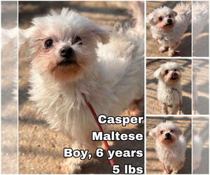 Maltese Dogs for adoption in Seattle, WA, USA