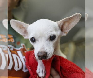Chihuahua-Unknown Mix Dogs for adoption in San Antonio, TX, USA
