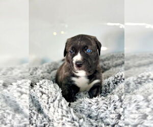 Mutt Dogs for adoption in OKLAHOMA CITY, OK, USA