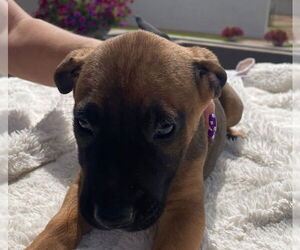 Mastiff-Unknown Mix Dogs for adoption in Goodyear, AZ, USA