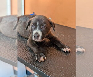 Labrador Retriever Dogs for adoption in garner, NC, USA