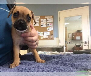 Chihuahua Dogs for adoption in Riverside, CA, USA