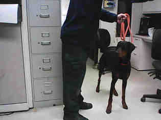 Doberman Pinscher Dogs for adoption in Stockton, CA, USA