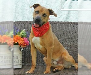 Mountain Cur-Unknown Mix Dogs for adoption in Marble, NC, USA