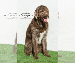 Labradoodle Dogs for adoption in Tampa, FL, USA