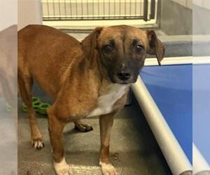 Mutt Dogs for adoption in San Antonio, TX, USA