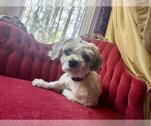 Shih Tzu Dogs for adoption in Mundelein, IL, USA