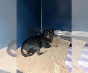 Pug-Rottweiler Mix Dogs for adoption in Conroe, TX, USA