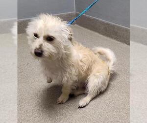 Mutt Dogs for adoption in Las Vegas, NV, USA