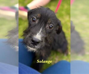 Mutt Dogs for adoption in Palatine/Kildeer/Buffalo grove, IL, USA
