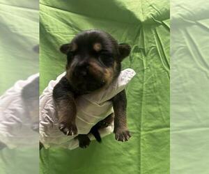 American Pit Bull Terrier-Unknown Mix Dogs for adoption in Riverside, CA, USA