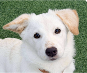 Mutt Dogs for adoption in San Ramon, CA, USA
