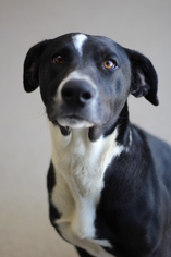 Borador Dogs for adoption in Oskaloosa, IA, USA