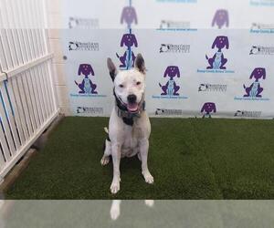 American Pit Bull Terrier-Unknown Mix Dogs for adoption in Orlando, FL, USA