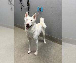 Siberian Husky-Unknown Mix Dogs for adoption in Las Vegas, NV, USA