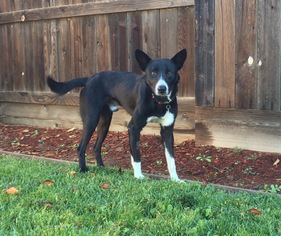 Border Collie Dogs for adoption in Fresno, CA, USA