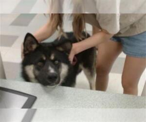 German Shepherd Dog-Siberian Husky Mix Dogs for adoption in Oklahoma City, OK, USA