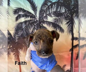 Chiweenie Dogs for adoption in New York, NY, USA