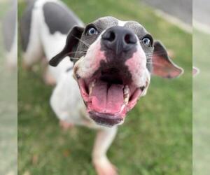 American Pit Bull Terrier-Unknown Mix Dogs for adoption in Texas City, TX, USA