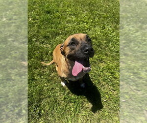 Mutt Dogs for adoption in Toronto, Ontario, Canada