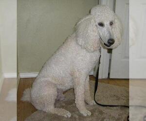 Poodle (Standard) Dogs for adoption in Tulsa, OK, USA