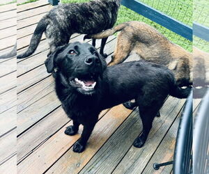 Mutt Dogs for adoption in Columbus, IN, USA