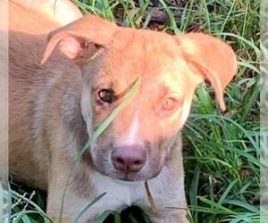 Labmaraner Dogs for adoption in Canton, CT, USA