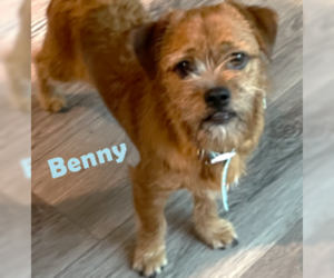 Cairn Terrier-Norfolk Terrier Mix Dogs for adoption in HOUSTON, TX, USA