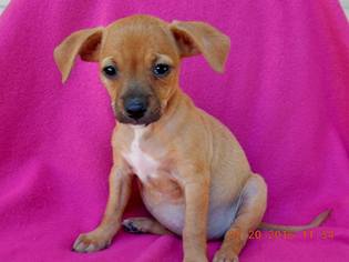 Chiweenie Dogs for adoption in Binghamton, NY, USA