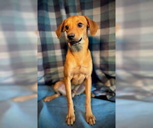 Chihuahua-Unknown Mix Dogs for adoption in Pleasanton, TX, USA