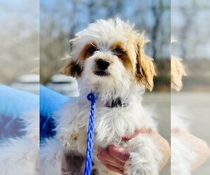 Shih Tzu-Unknown Mix Dogs for adoption in Jackson , NJ, USA