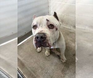 Mutt Dogs for adoption in San Bernardino, CA, USA