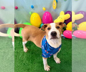 Mutt Dogs for adoption in Bryant, AR, USA